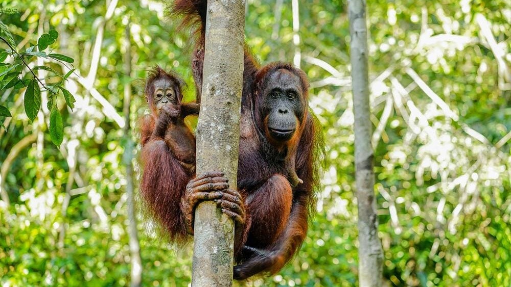 viaje_grupo_Borneo_malayo_ID