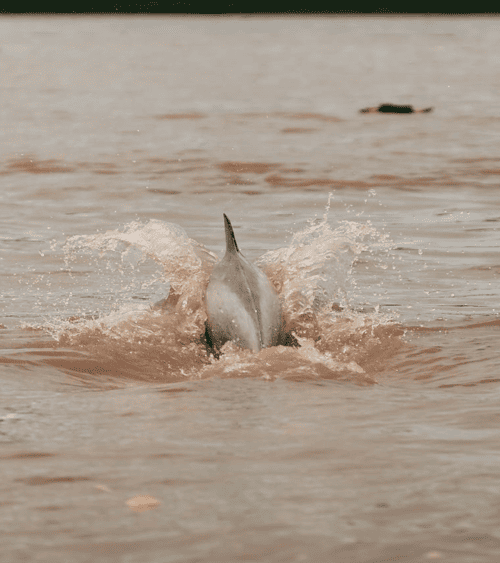 Viaje en grupo a Huayhuash &bull; delfin amazonas